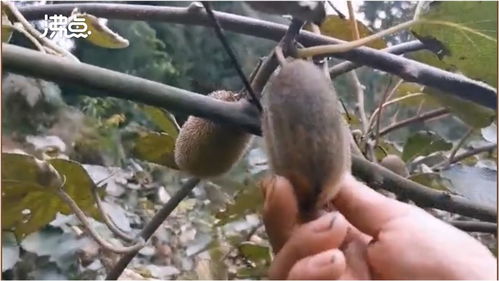煤塵遮蔽下的豐收 2萬斤獼猴桃銷售無門，果農盼救助