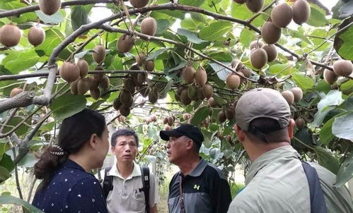 優果聯獼宗獼猴桃 八年蟄伏釀品牌，誓與佳沛爭高下